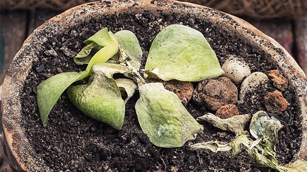 how-to-get-rid-of-mold-in-plant-soil-pro-mix-gardening